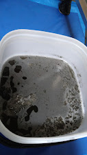 kuro