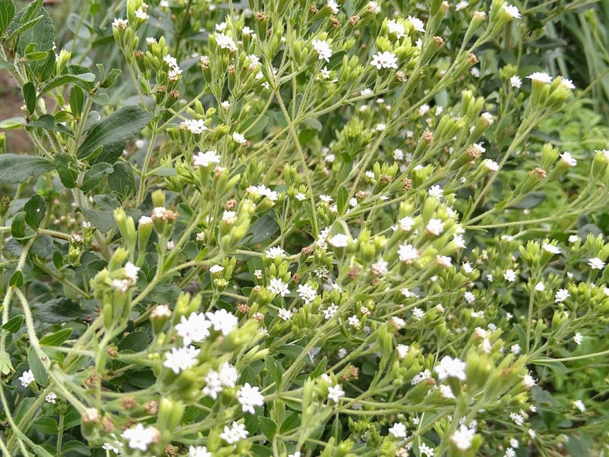 stevia